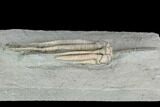 Crinoid (Scytalocrinus) Fossil - Crawfordsville, Indiana #122967-2